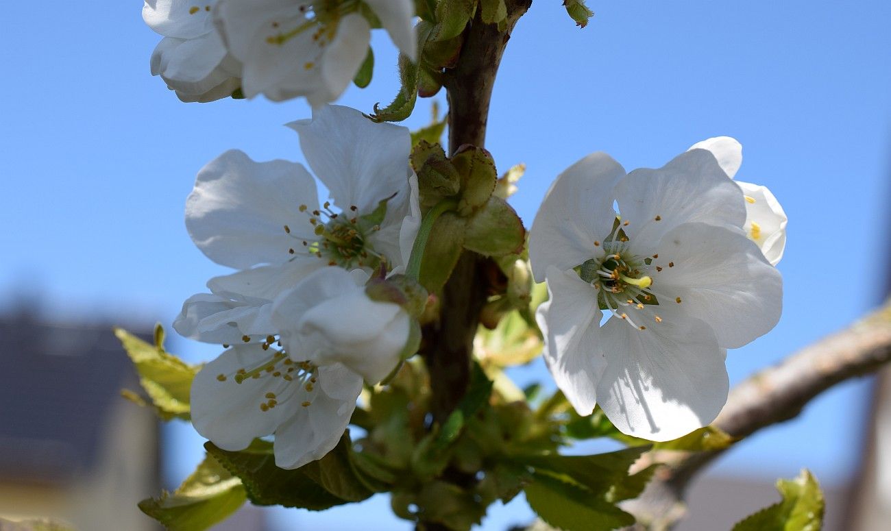 Kirschblüten2.jpg