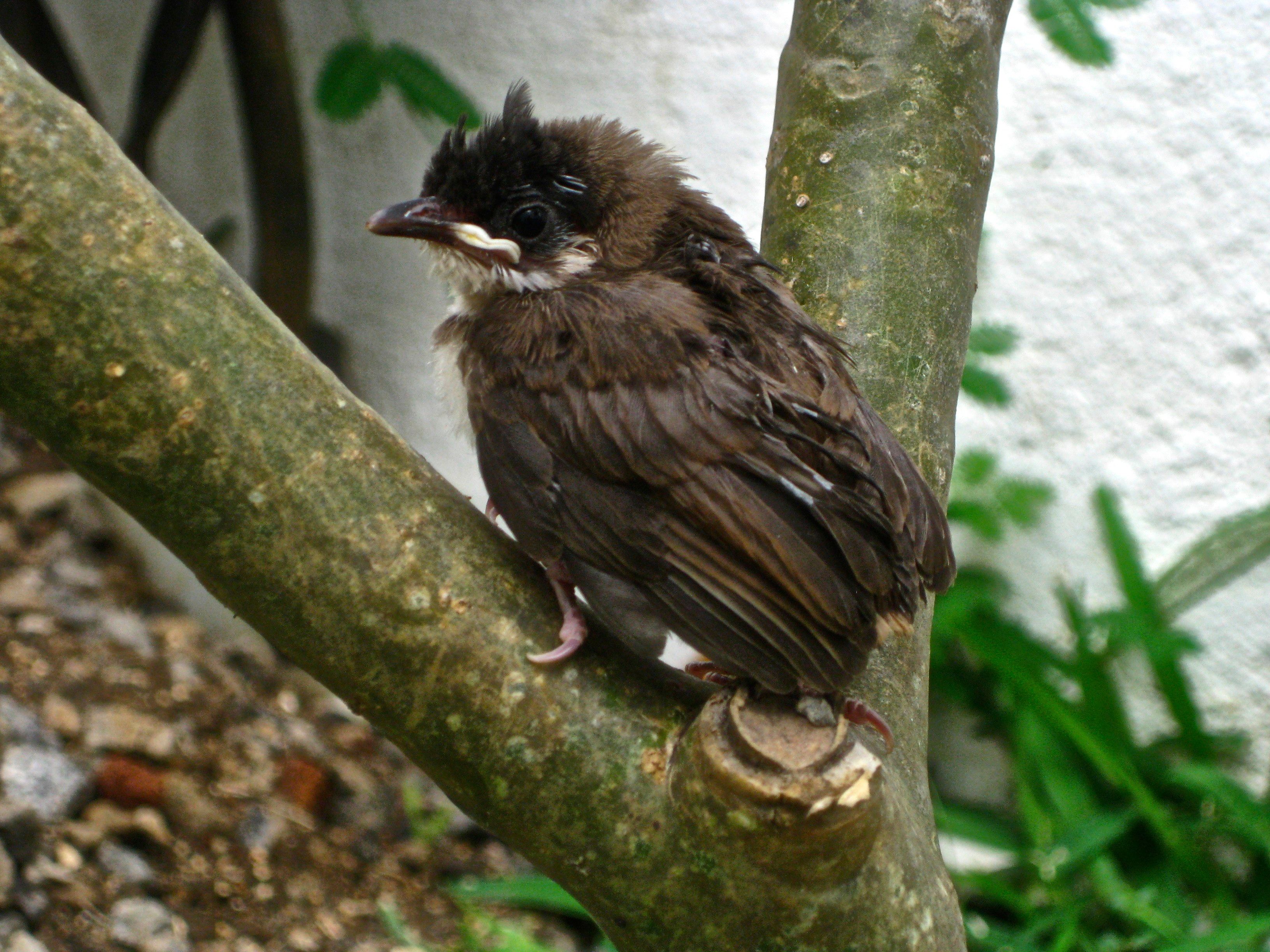 Ma született kicsimadár.jpg