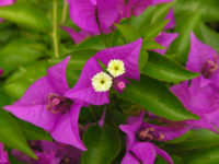 bougainvillea-wont-flower-australia-200x150.jpg