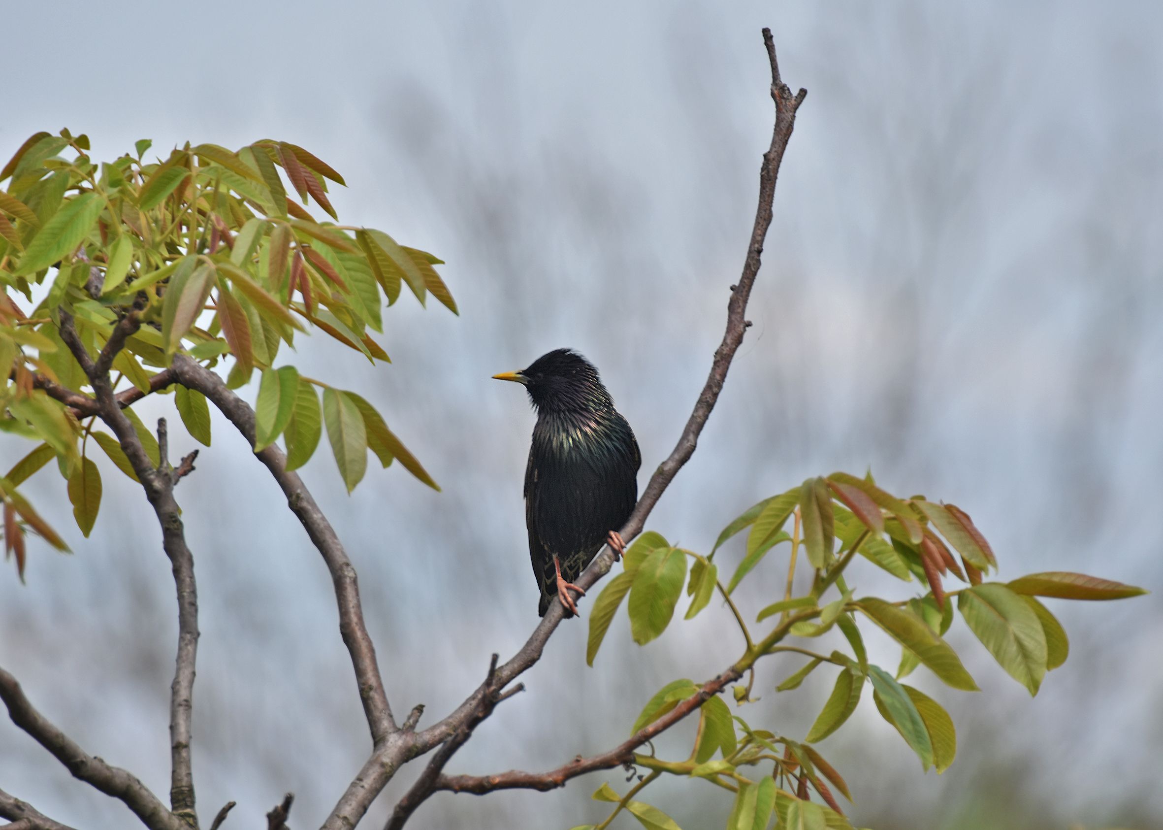 starling walnut tree 2.jpg