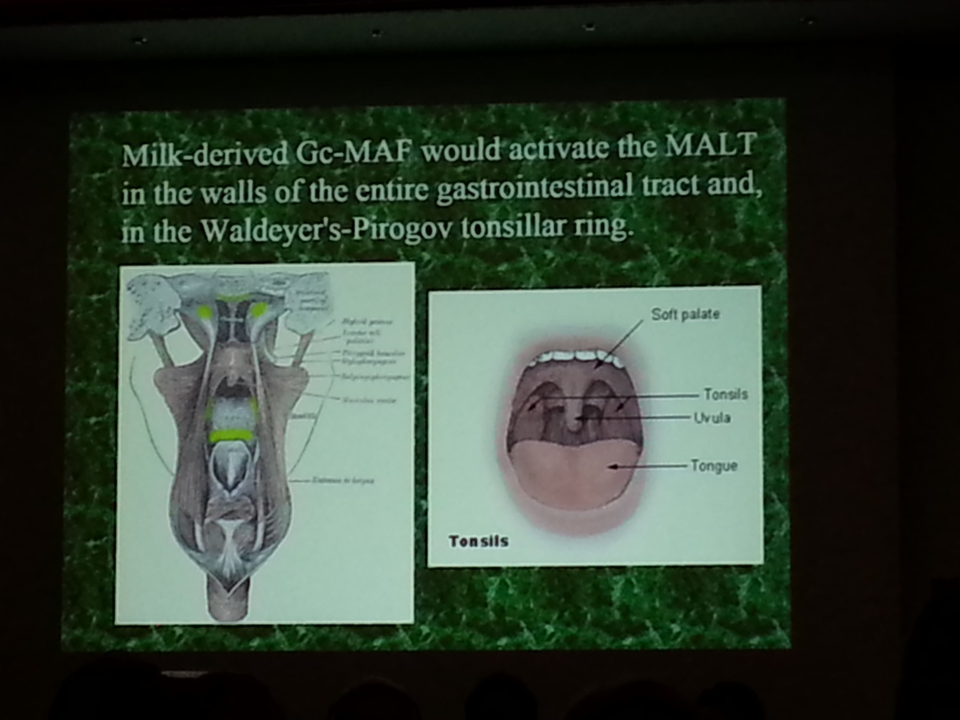 gcmaf acticvates the Malt in intestinal track.jpg