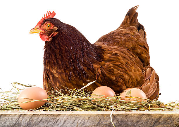 hen-in-hay-with-eggs-isolated-on-white-picture-id465164613.jpeg