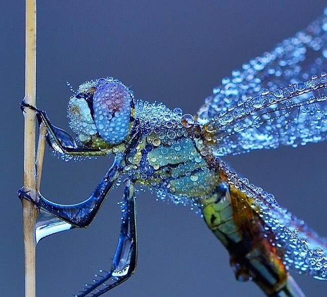 wet dragonfly.jpg