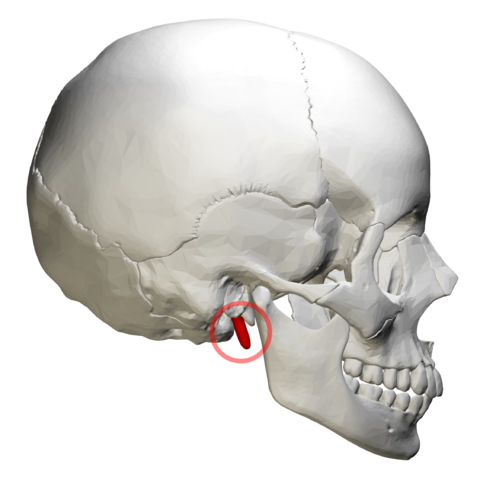 480px-Styloid_process_of_temporal_bone_-_lateral_view04.png