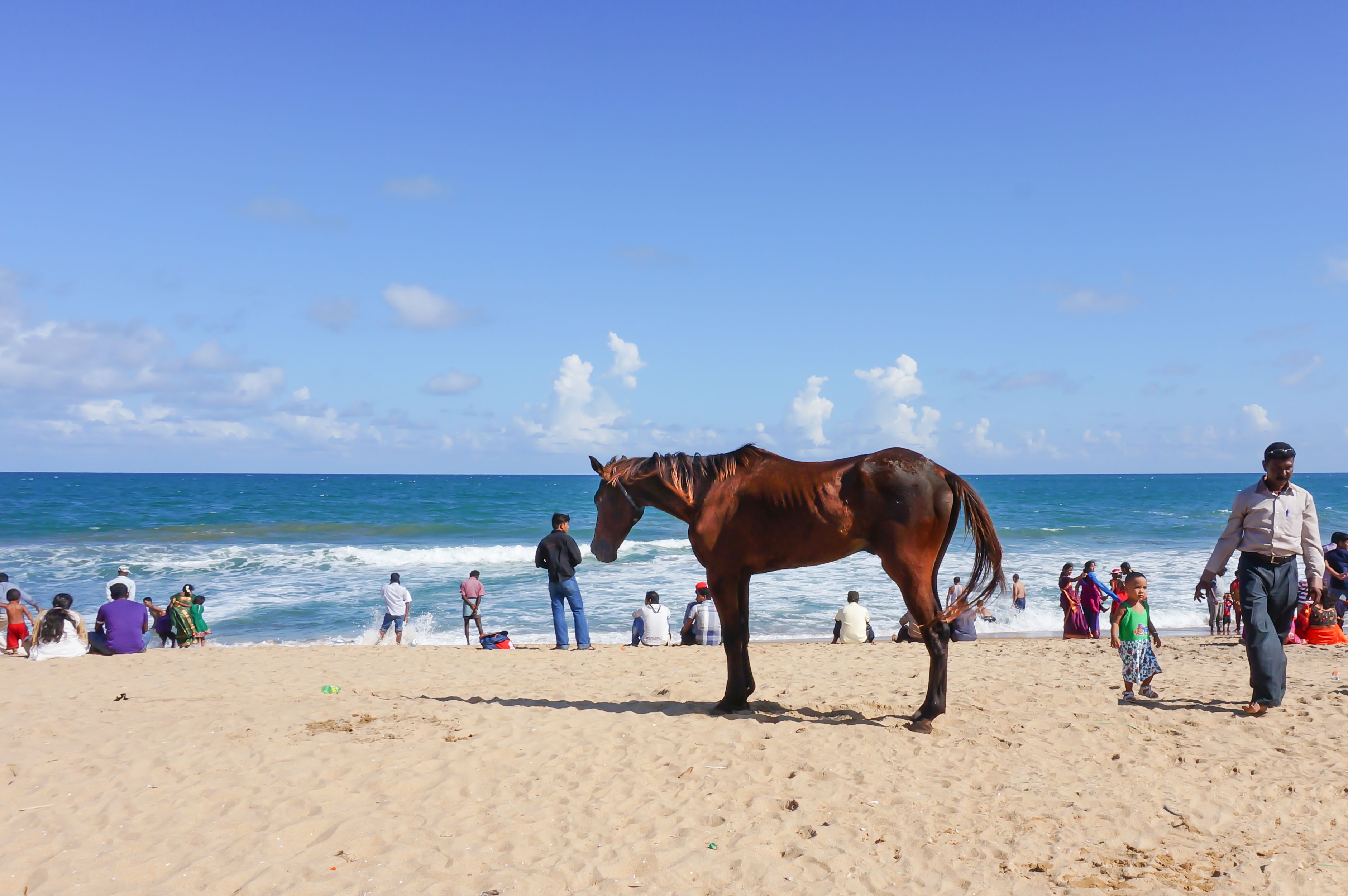 Our World 21 India Horse Chennai Beach Steemit