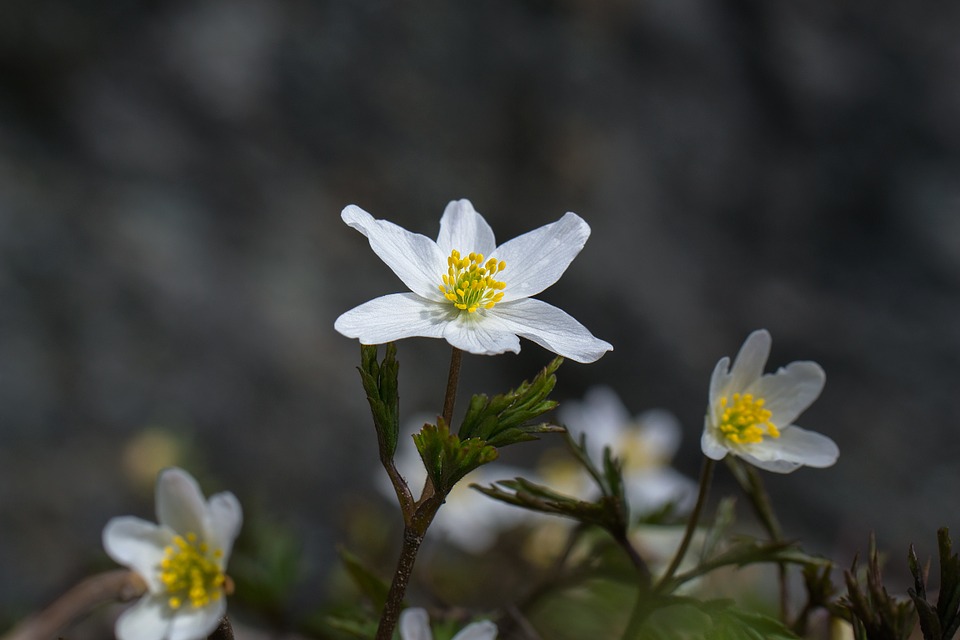 wood-anemone-729786_960_720.jpg