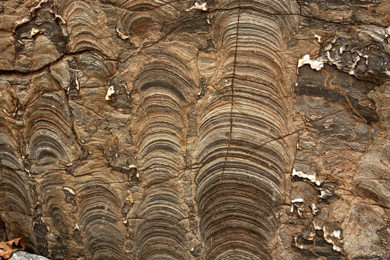 Stromatolite.jpg