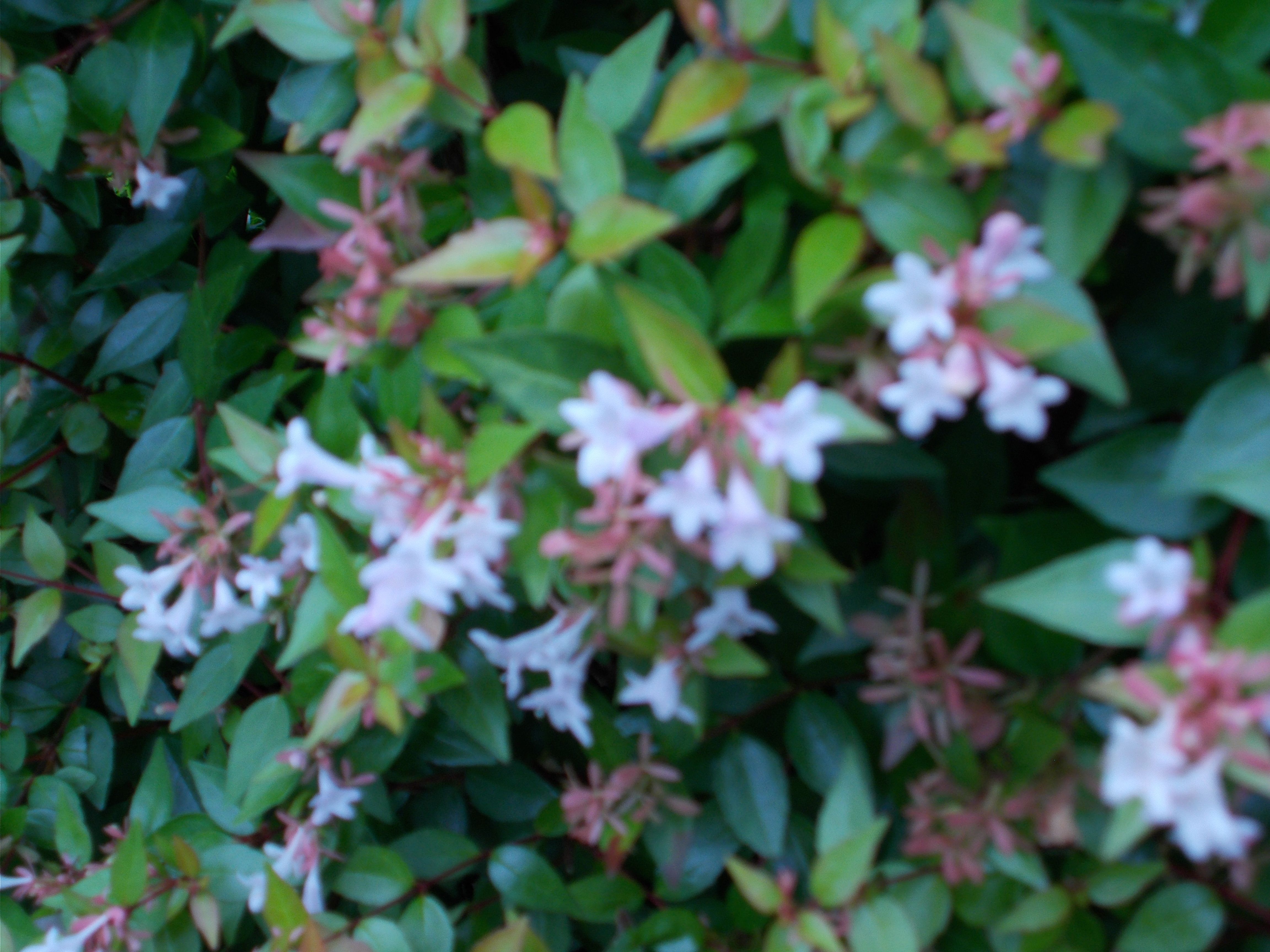 Plant Inventory At 20 Timothy Abelia X Grandiflora Glossy Abelia