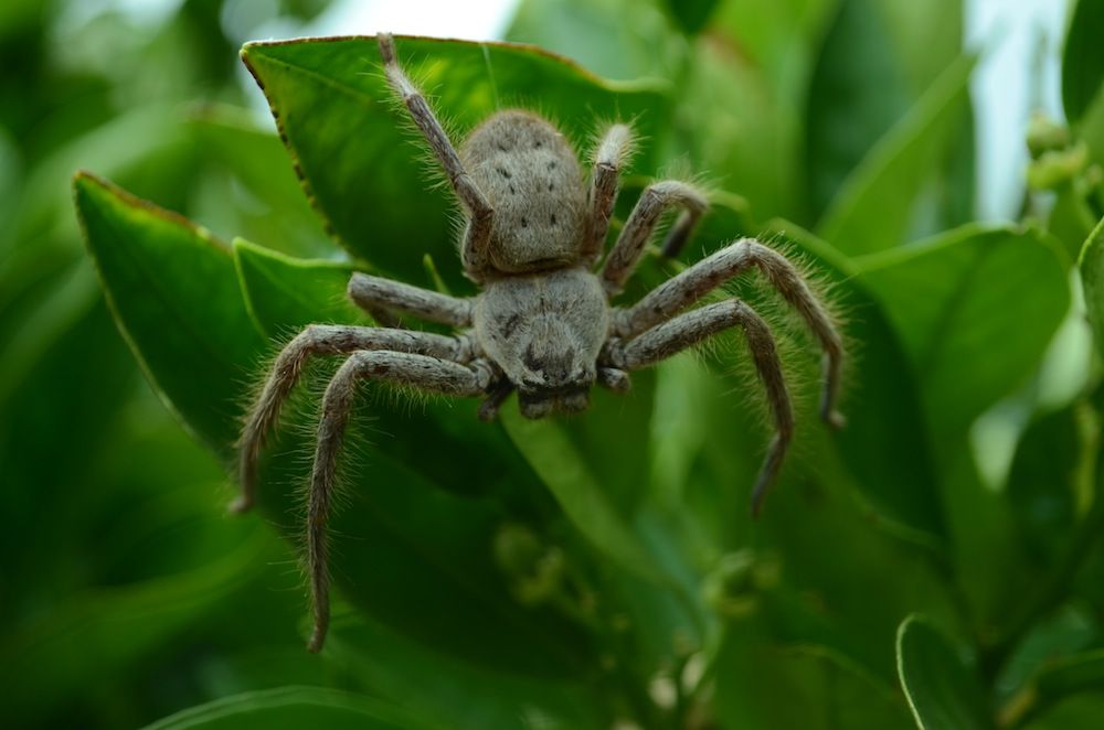 Spiders pictures. Паук Хантсмен Австралии. Huntsman Spider паук-охотник. Паук охотник Австралия. Бразильский Странствующий паук.