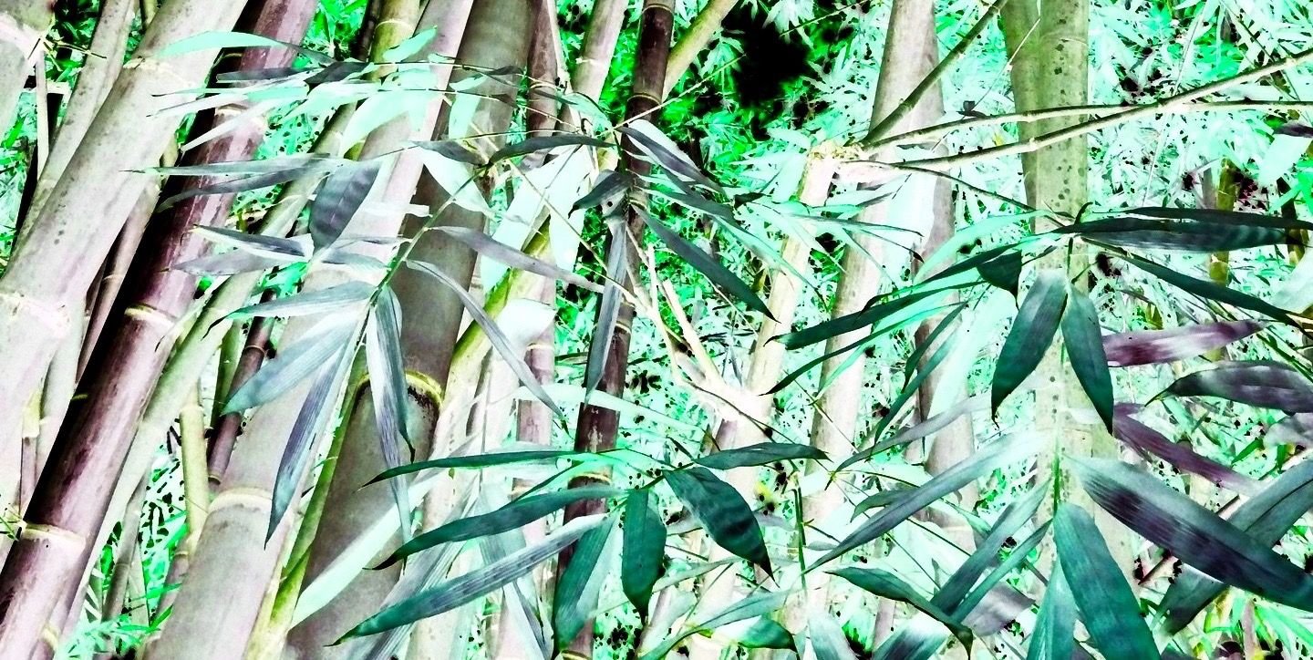 bamboo-trivandrum-zoo-negative (2).jpg