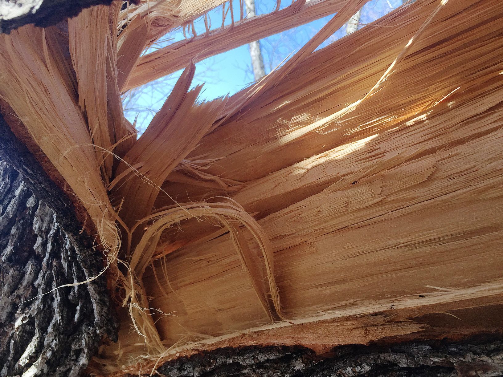 TREE-08.JPG
