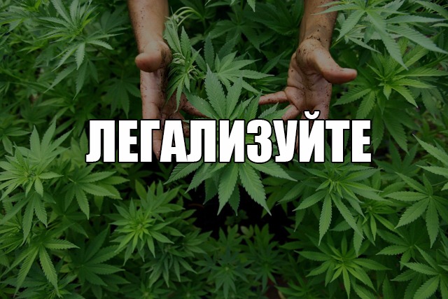 Путину конопля марихуана калашникова