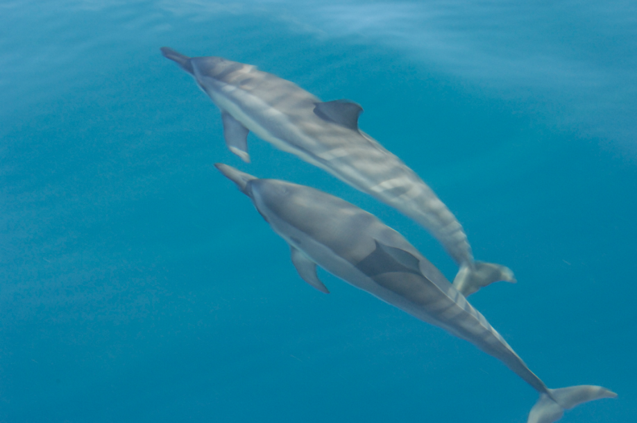 dolphin-2.png