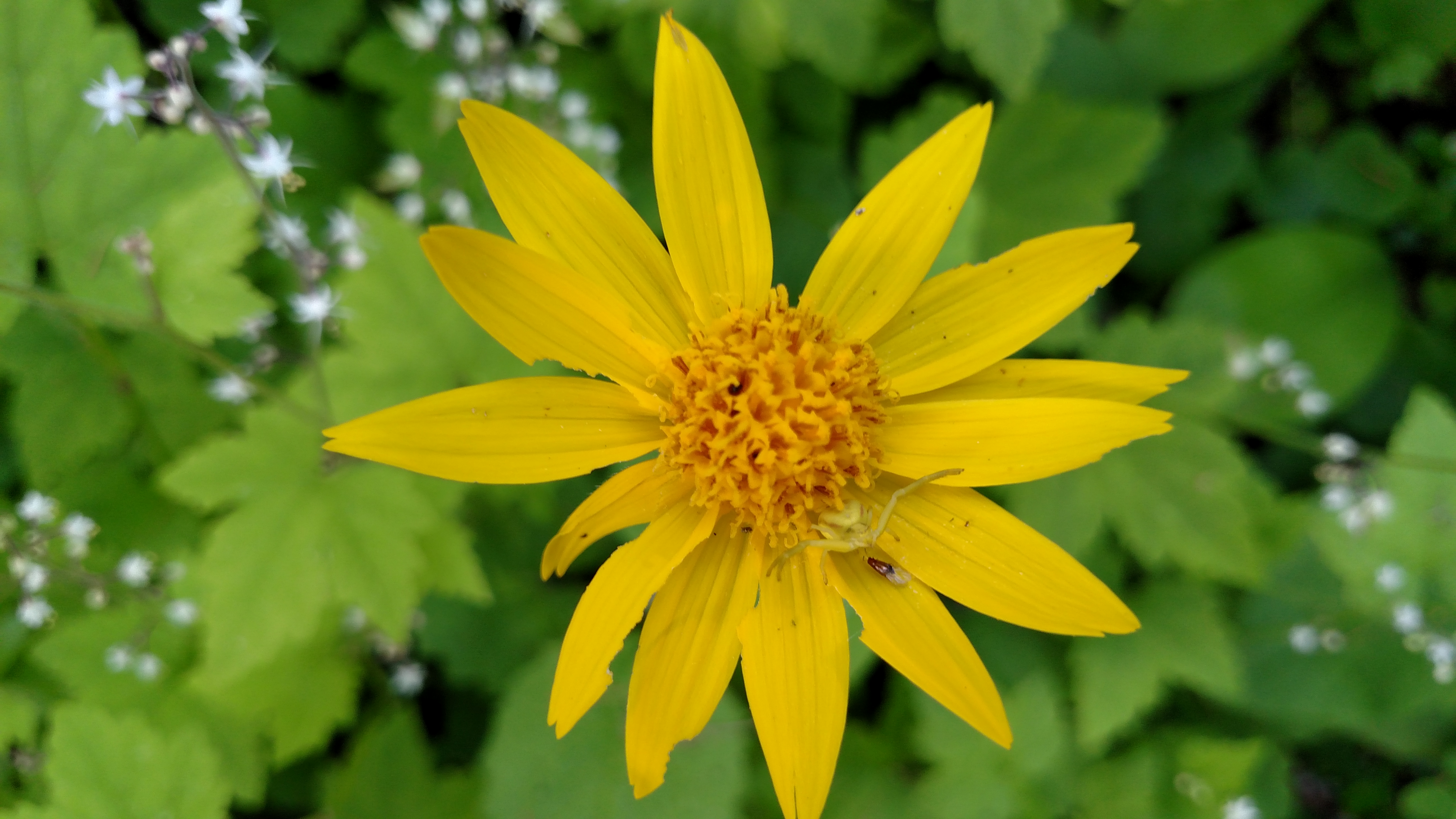 Arrowleaf BalsamRoot.jpg