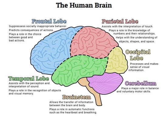 4cd37225feefd8b710f9401662cb3ac0--human-brain-diagram-the-human-brain.jpg