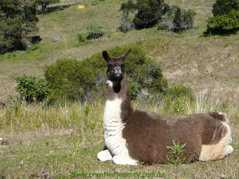 Barney Proud Llama.jpg