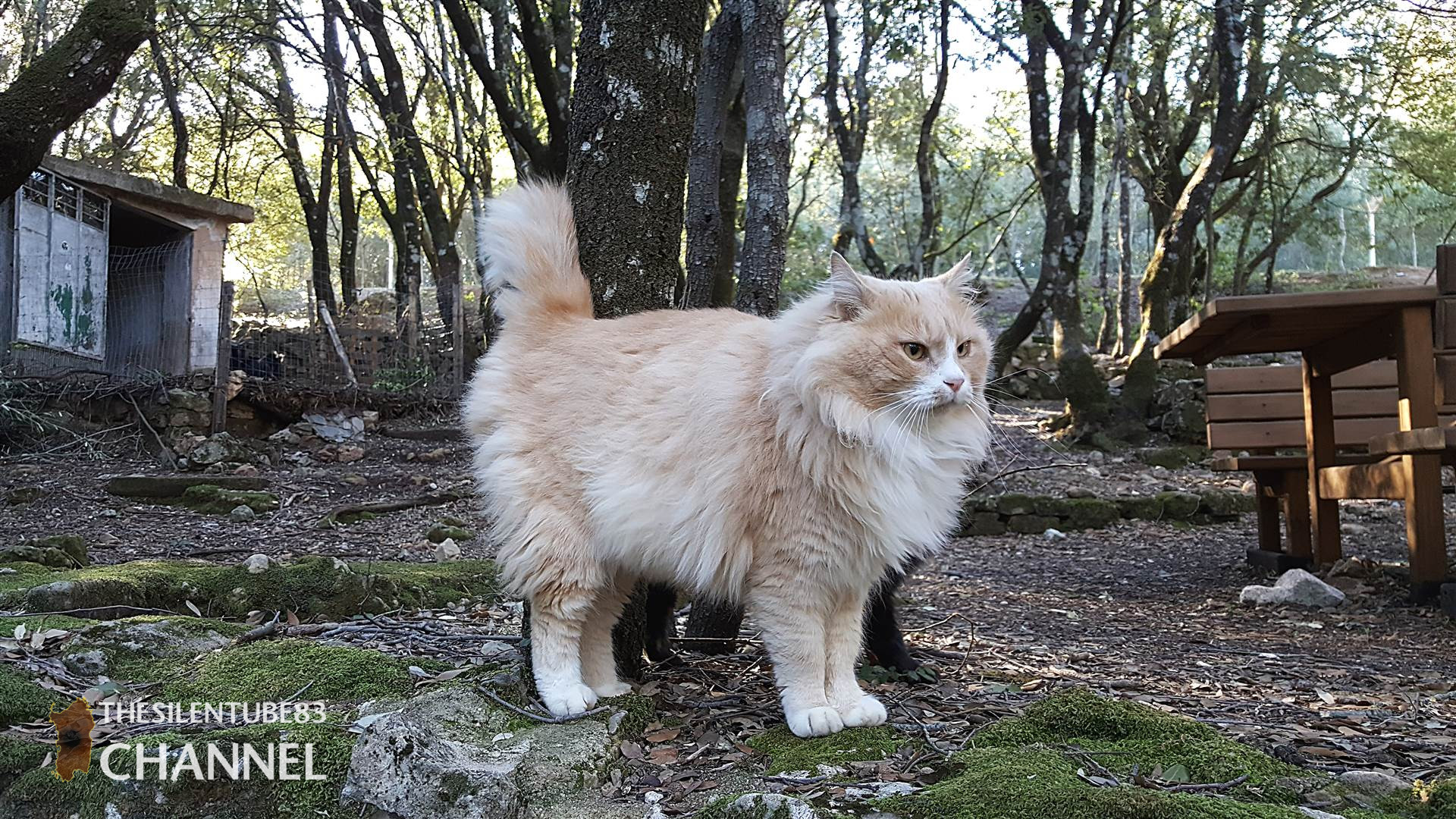 incontro gattoso.jpg