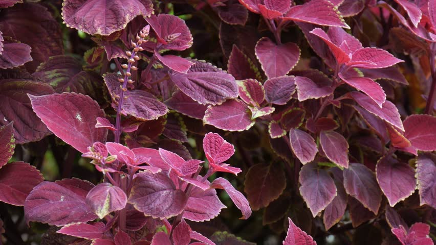 herbal-plants-in-philippines