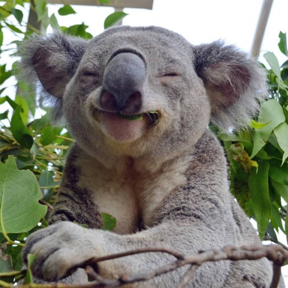 Funny koala — Steemit