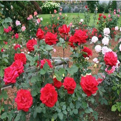 hybrid-tea-rose-plant-250x250.jpg