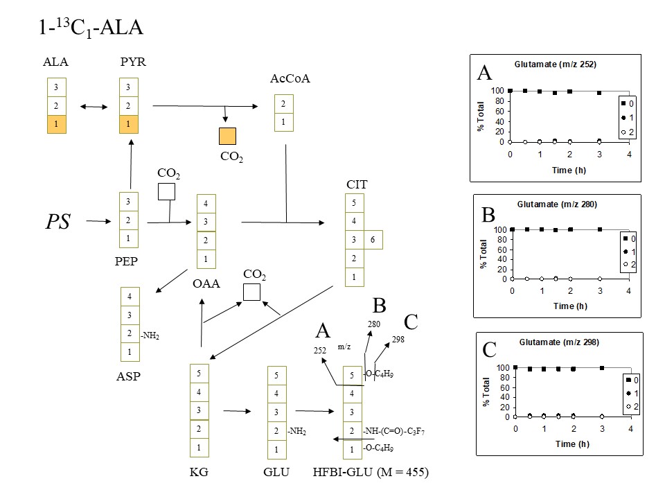 PlantMetabolicFluxAnalysis5.jpg