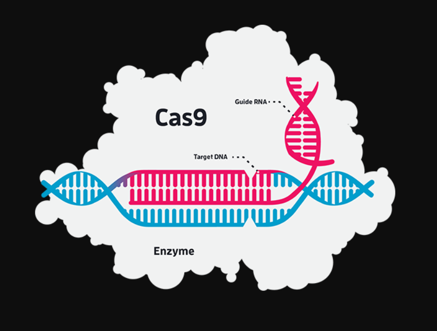 Crispr cas. CRISPR cas9. CAS 9 белок. Белок CRISPR. Криспер КАС 9.