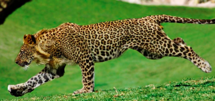 Leopon (Male Leopard + Female Lion).png