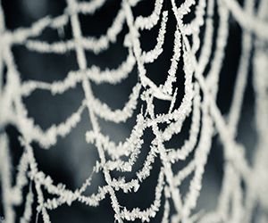 ice nature winter snow white spider webs_www.animalhi.com_61.jpg