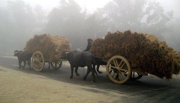 Early_Winter_Morning_in_a_village_in_Rajshahi.JPG