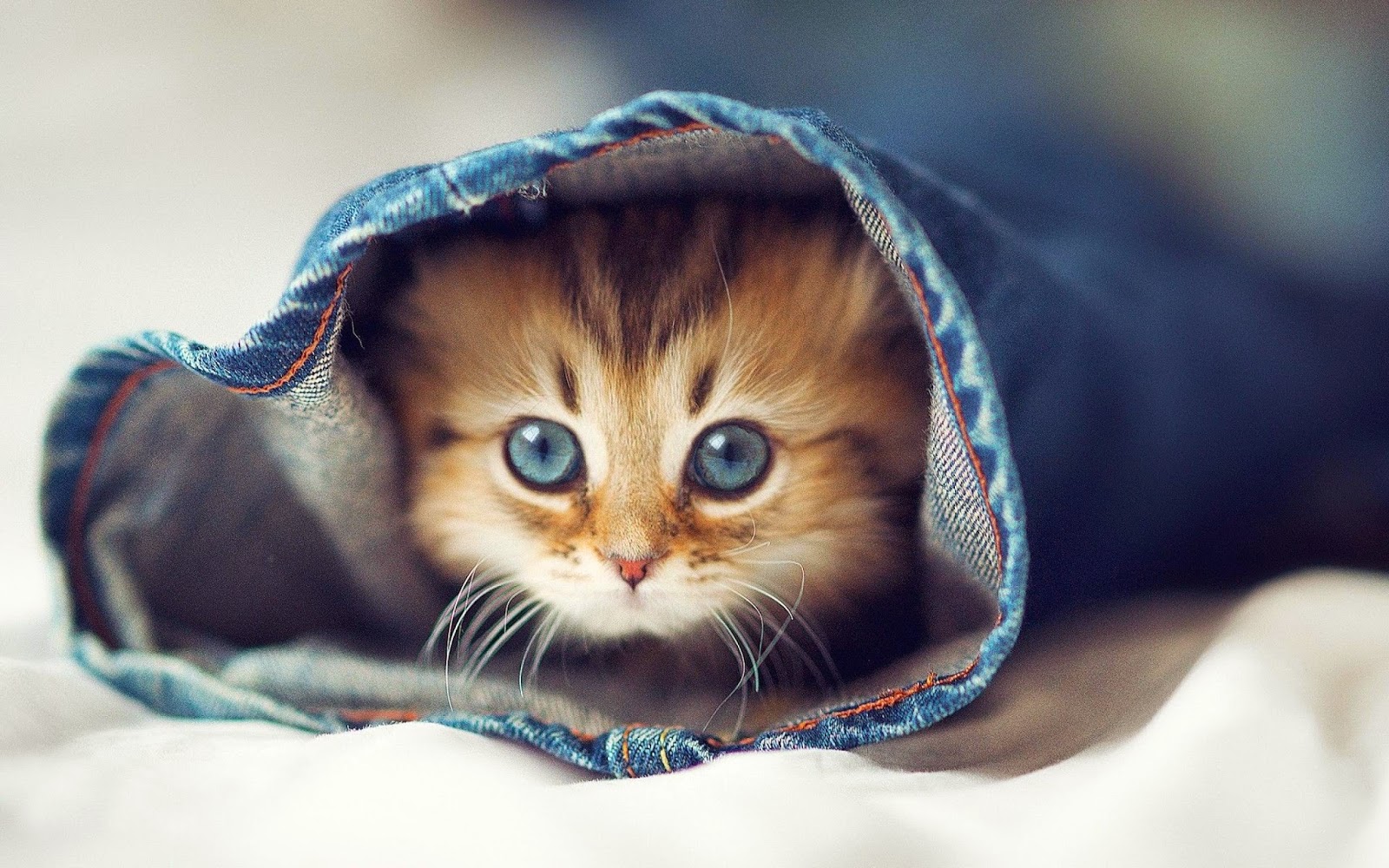 cute-cat-in-jeans.jpg