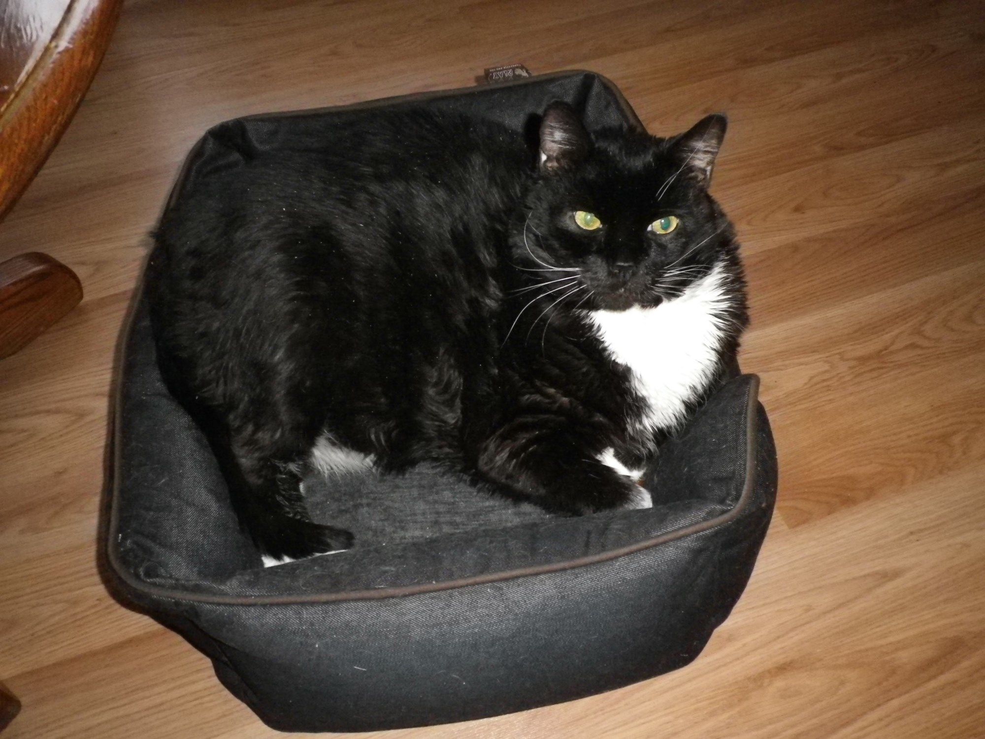 Thomas Cat's New Bed.JPG