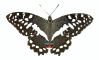 Butterfly Cirus Swallowtail H60 GIF.gif
