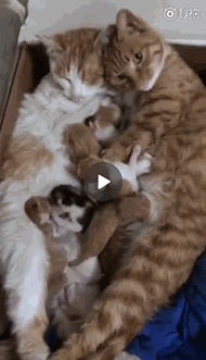 7c9103ddgy1fqtn7wa1ohg205a097npv.gif