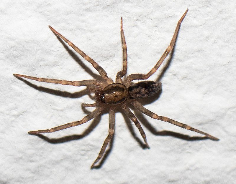 800px-Male_Tegenaria_domestica.jpg