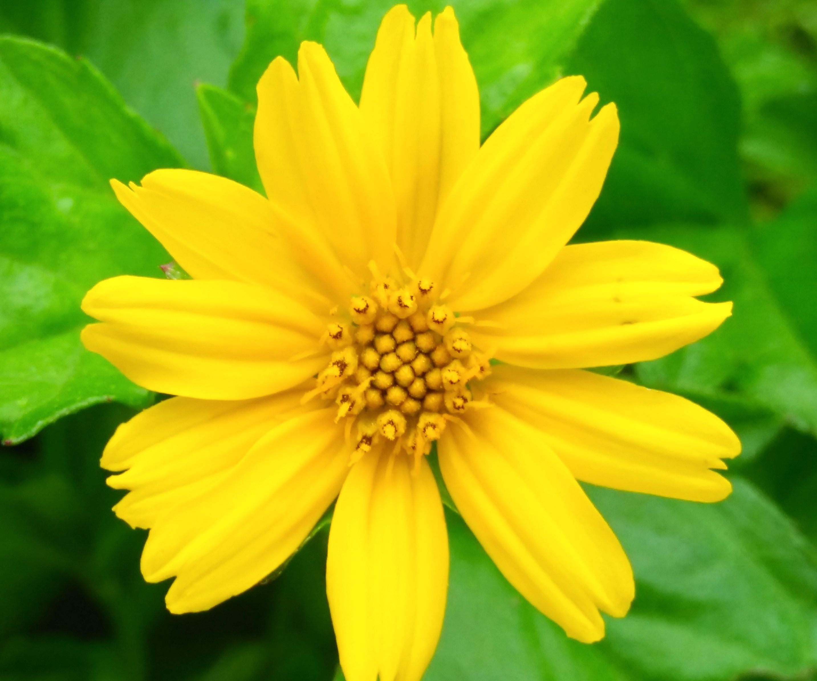 Wow 19+ Gambar Bunga Kuning Gambar Bunga Indah