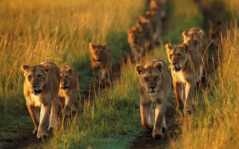 Lions-On-The-Move-In-Africa.jpg