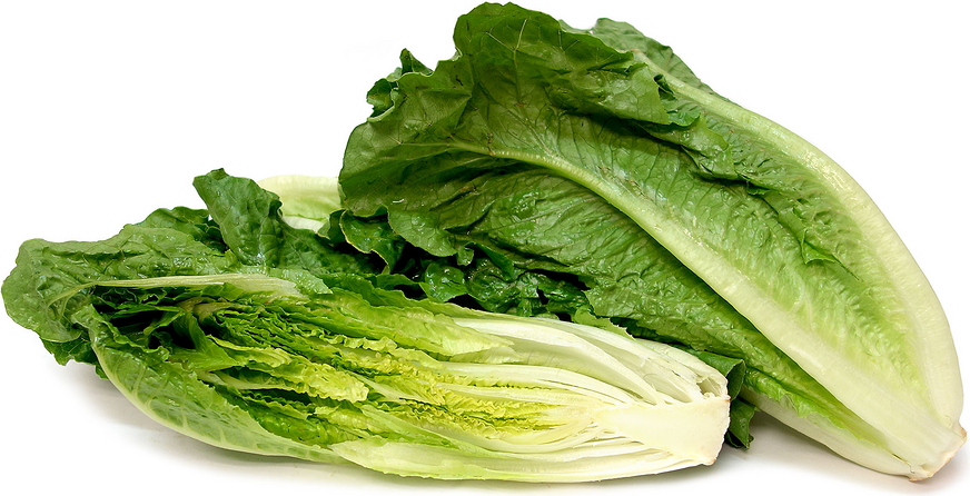 romaine-lettuce-1.png