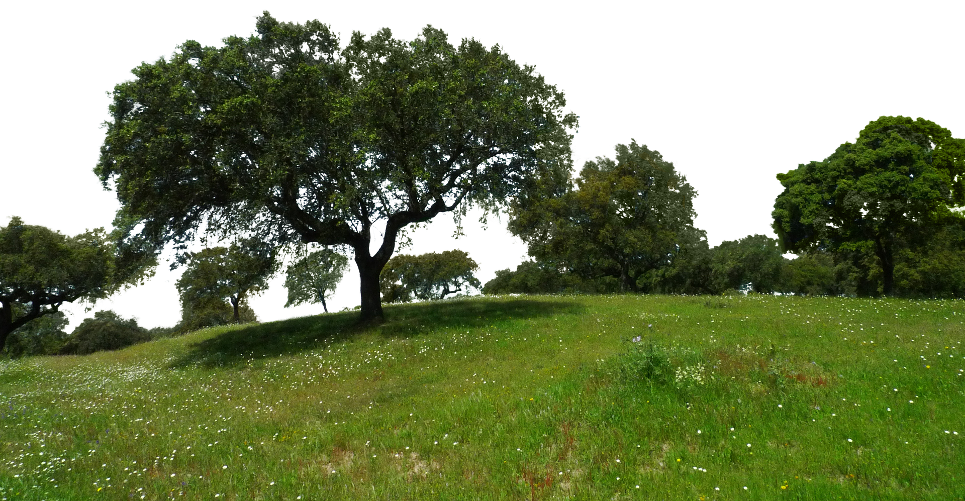 meadow-2287302_1920.png