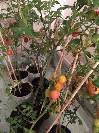 Planting tomato.jpg