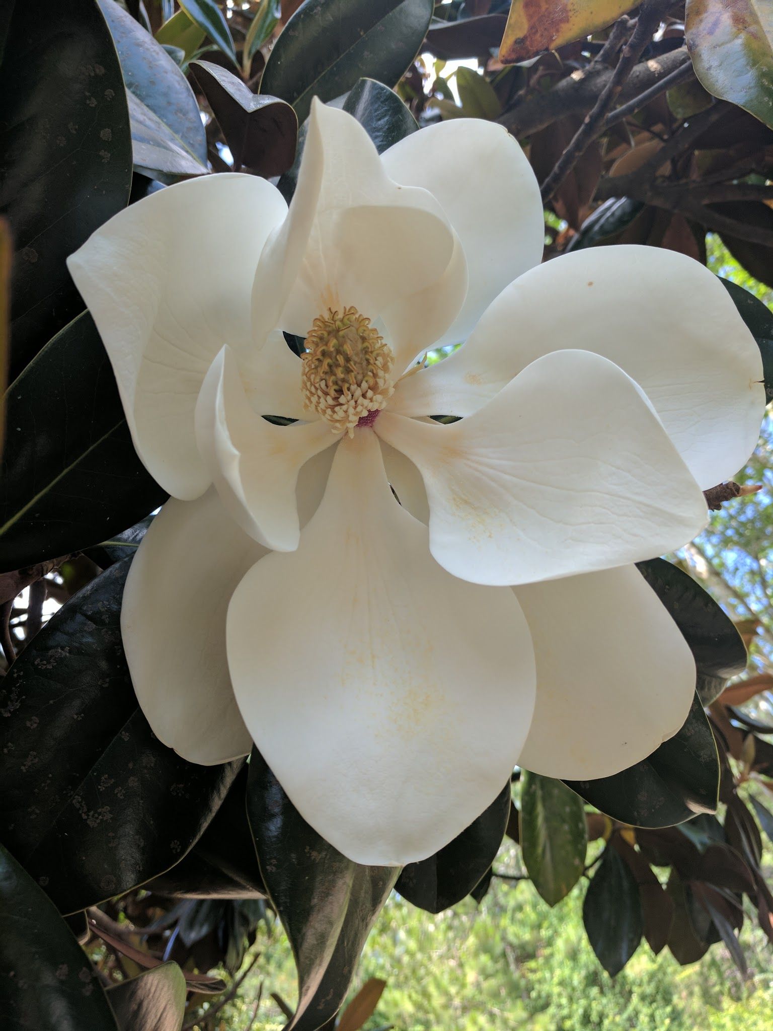 magnolia.jpg