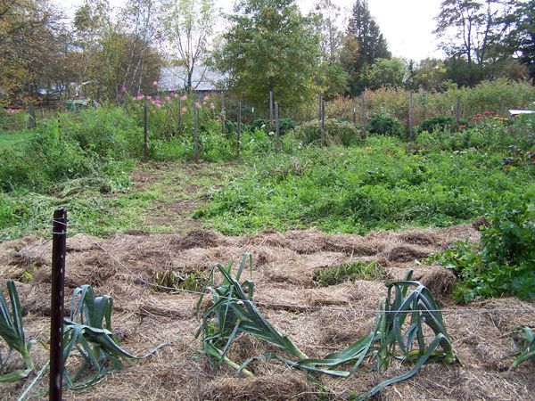 Big garden - clearing garlic area1 crop Oct. 2017.jpg
