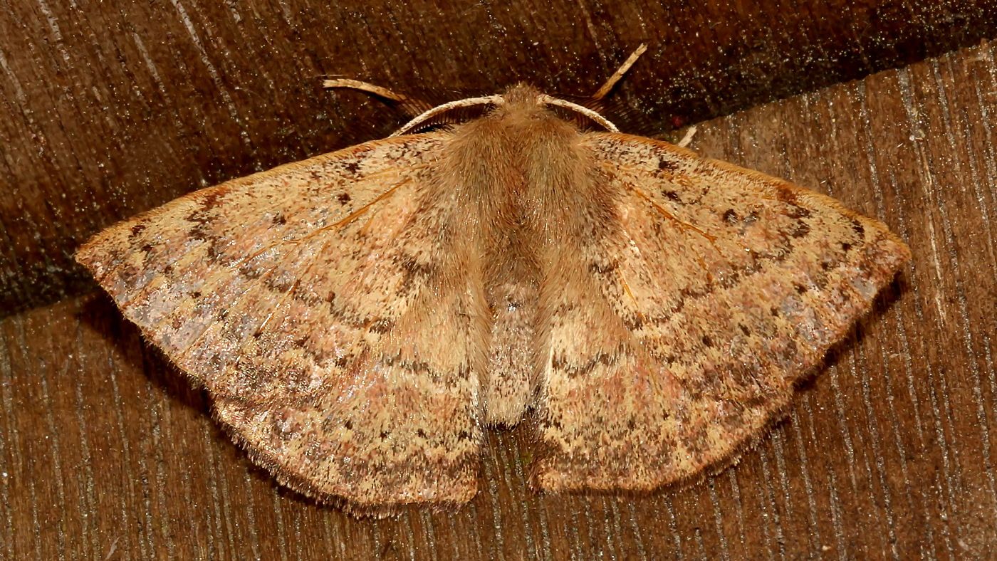 Anthela acuta FW 22mm Tas n1 BY MV 2017-09-22.jpg
