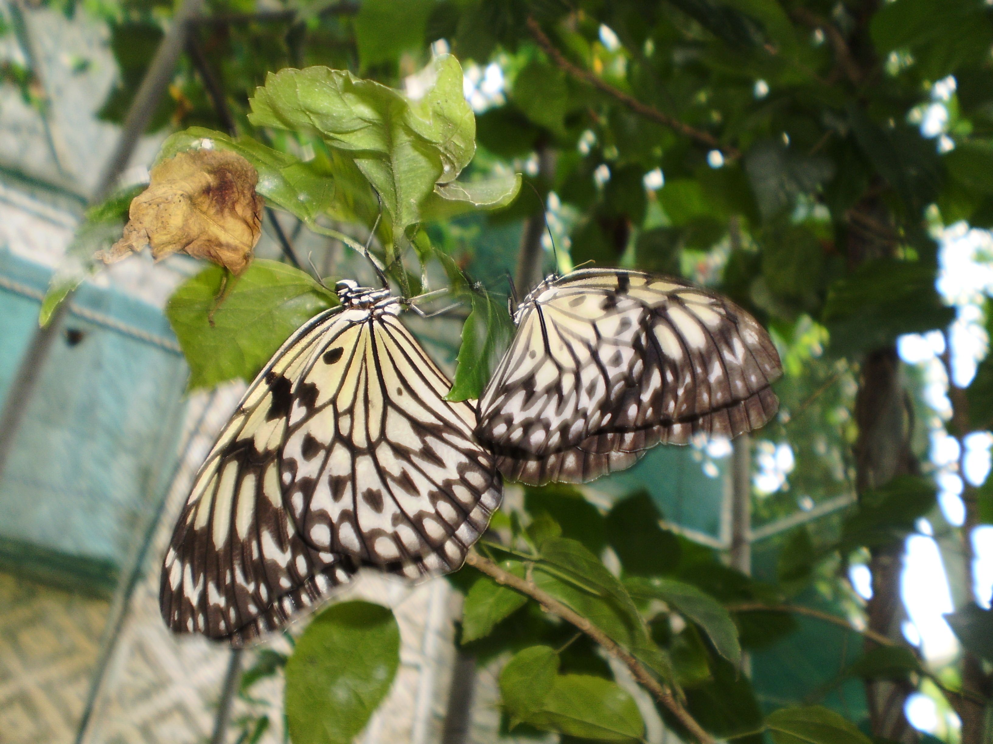 jumalon-butterfly-farm114.jpg