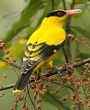 Colorchallenge Wednesday Yellow Steemit