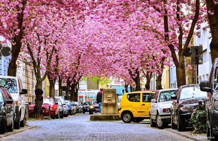 Cherry-Blossom-Avenue-Bonn-3.jpg
