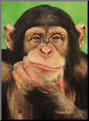 chimp.jpg