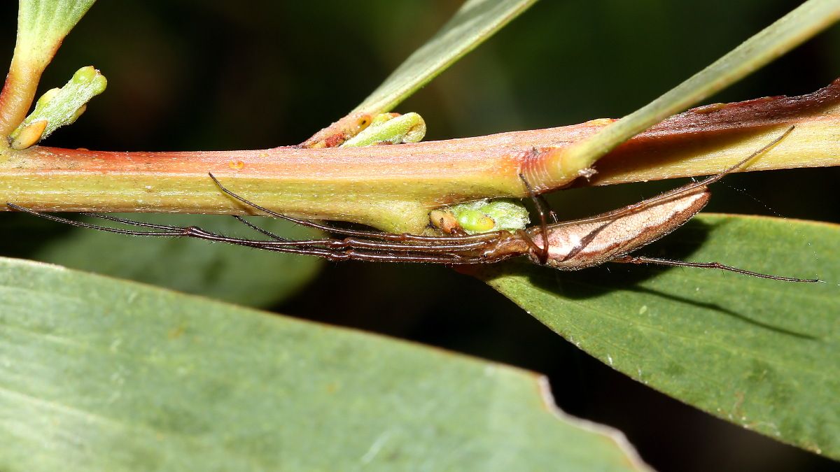 Arachnida Araneae Tetragnathidae Tetragnatha valida n4 Long-jawed spider Narawntapu 2017-11-01.jpg