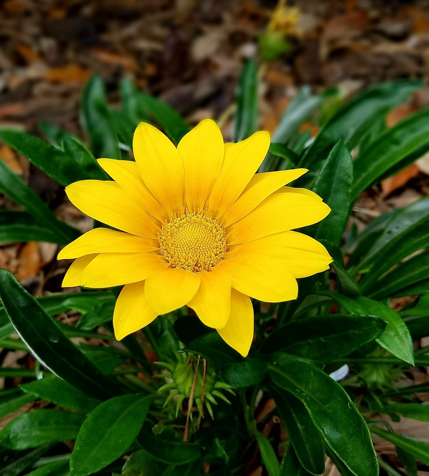 yellow daisy.jpg