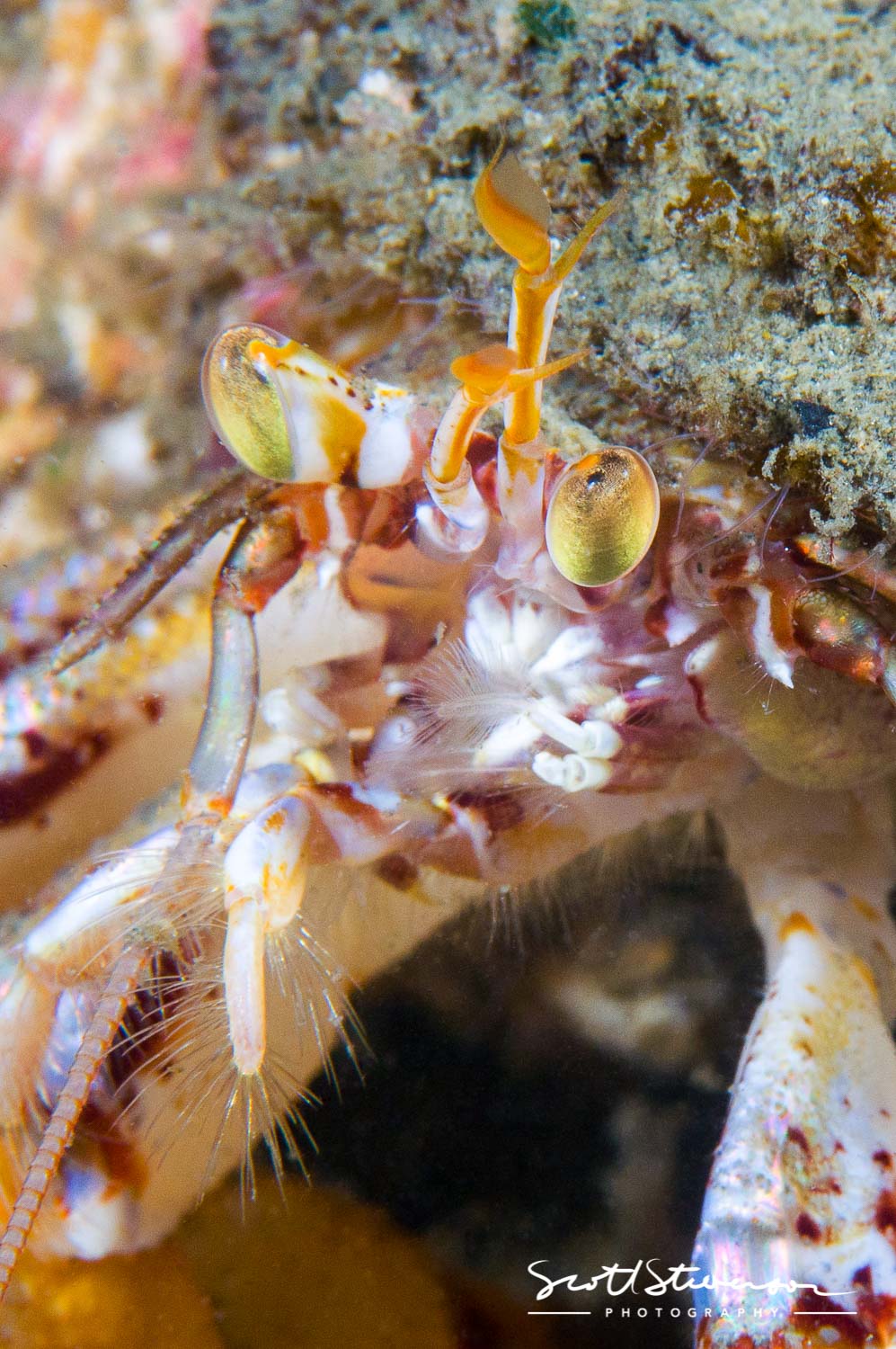Hermit Crab-1.jpg