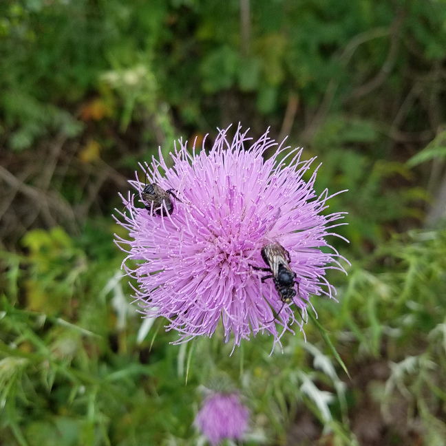 Black bees or wasps on a purple flower